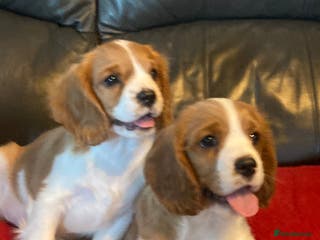 Cavalier King Charles Spaniel dogs Dna tested cavalier puppies - Advert 6