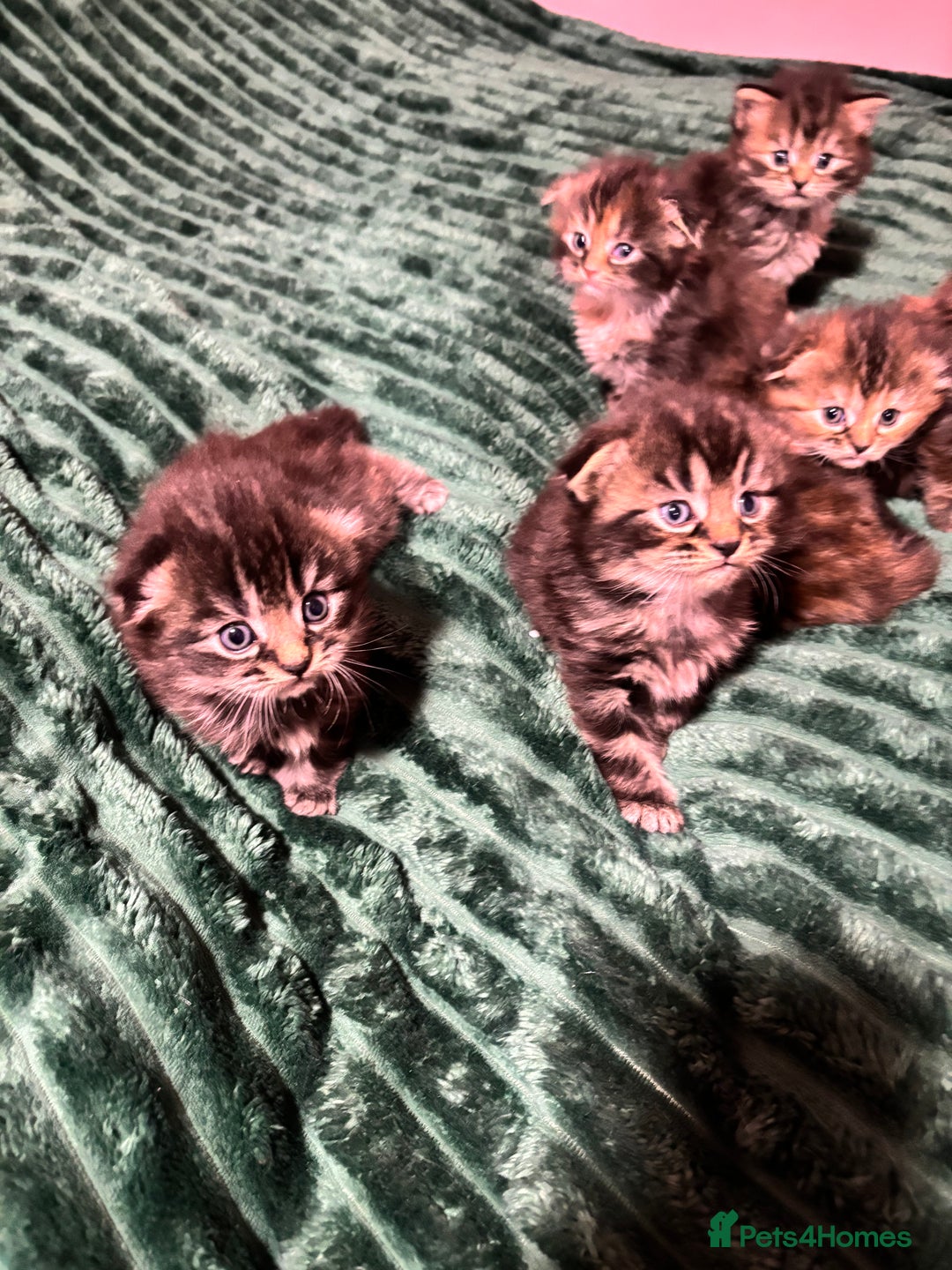 Scottish Fold cats for sale: Scottish fold long hair - Advert 11