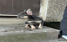 French Bulldog dogs for sale: Miniature French bulldog  - Image 5