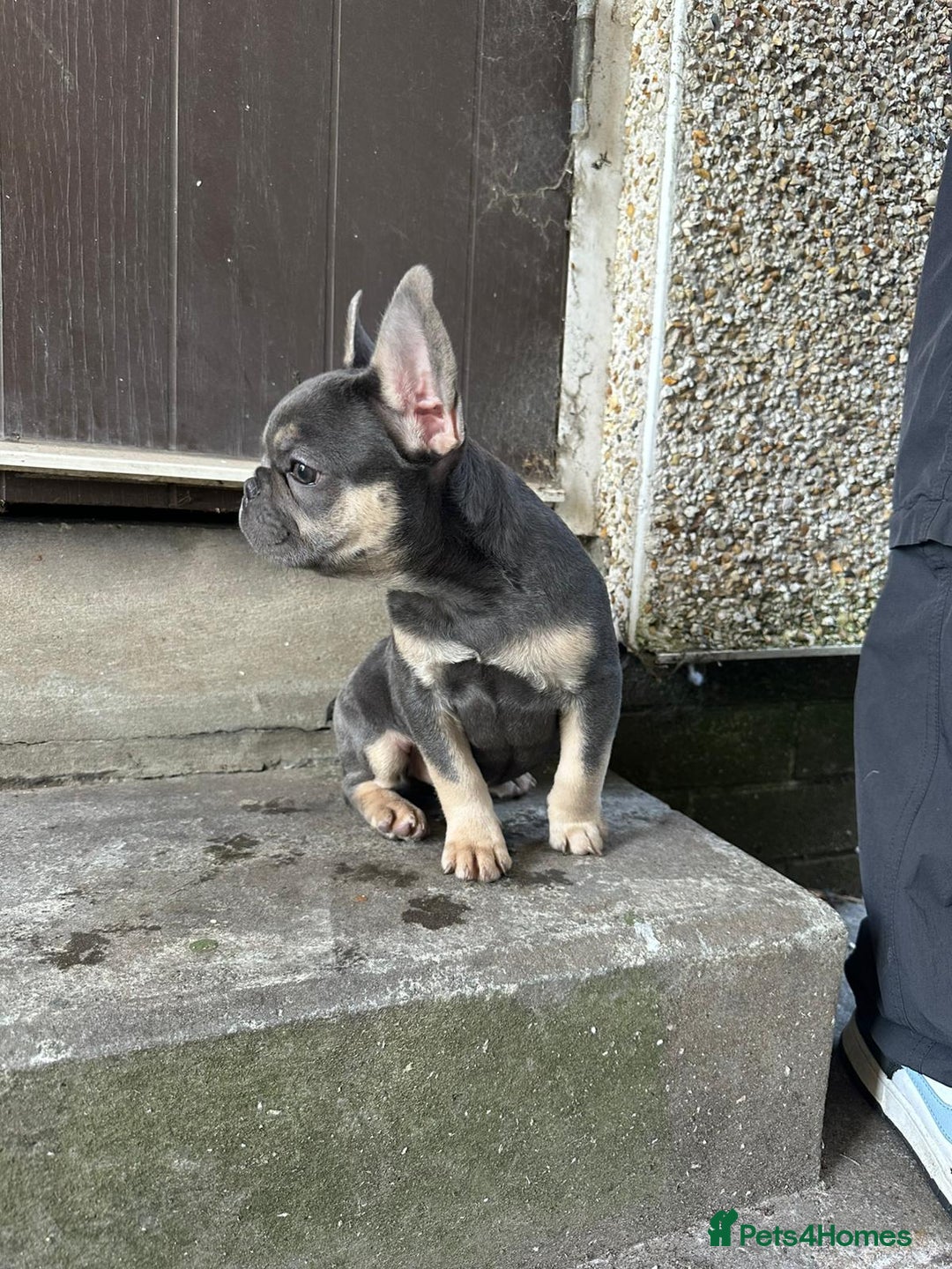 French Bulldog dogs for sale: Miniature French bulldog  - Image 5