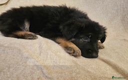 German Shepherd dogs for sale: German sheperd puppies - Image 4