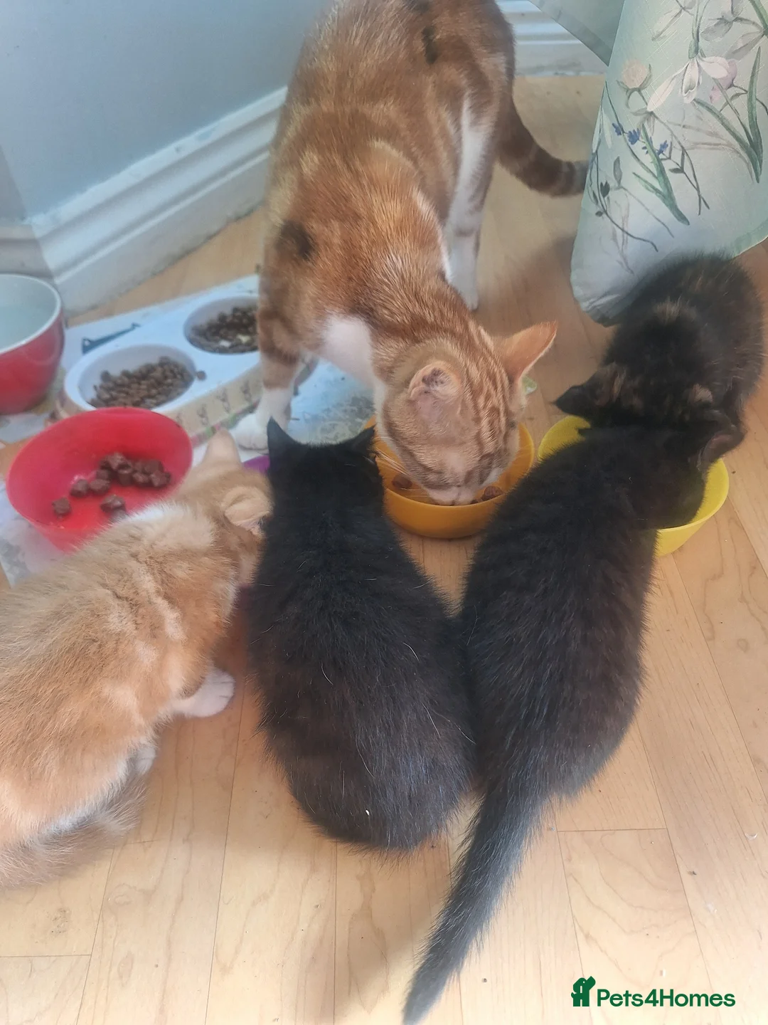 Mixed Breed cats for sale: Very nice kittens:3 boys and 3 girls - Advert 2