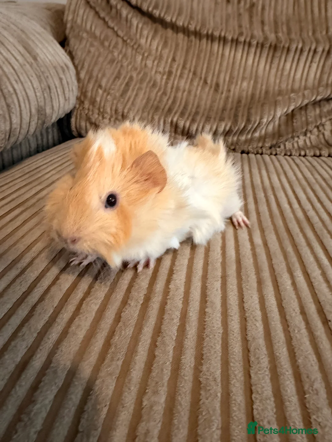 Guinea Pig rodents for sale: Female Abyssinian Guinea pig and her sow offspring - Advert 5