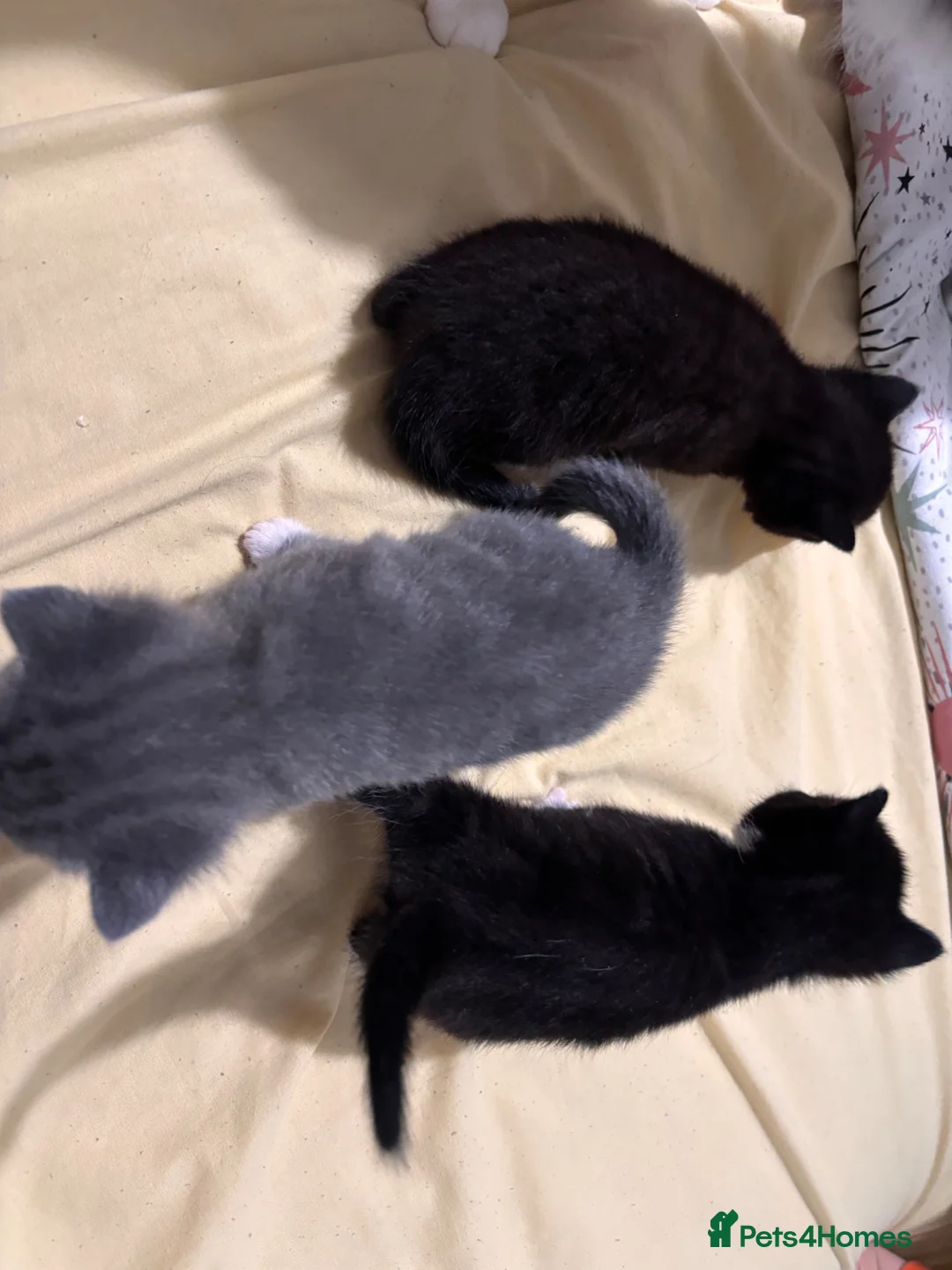 Mixed Breed cats for sale: Kittens in Stowmarket - Advert 2
