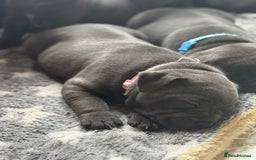 Staffordshire Bull Terrier dogs for sale: Staffordshire Bull Terrier Puppy purple  - Beautiful KC reg Blue Staffordshire bullterriers  - Image 9