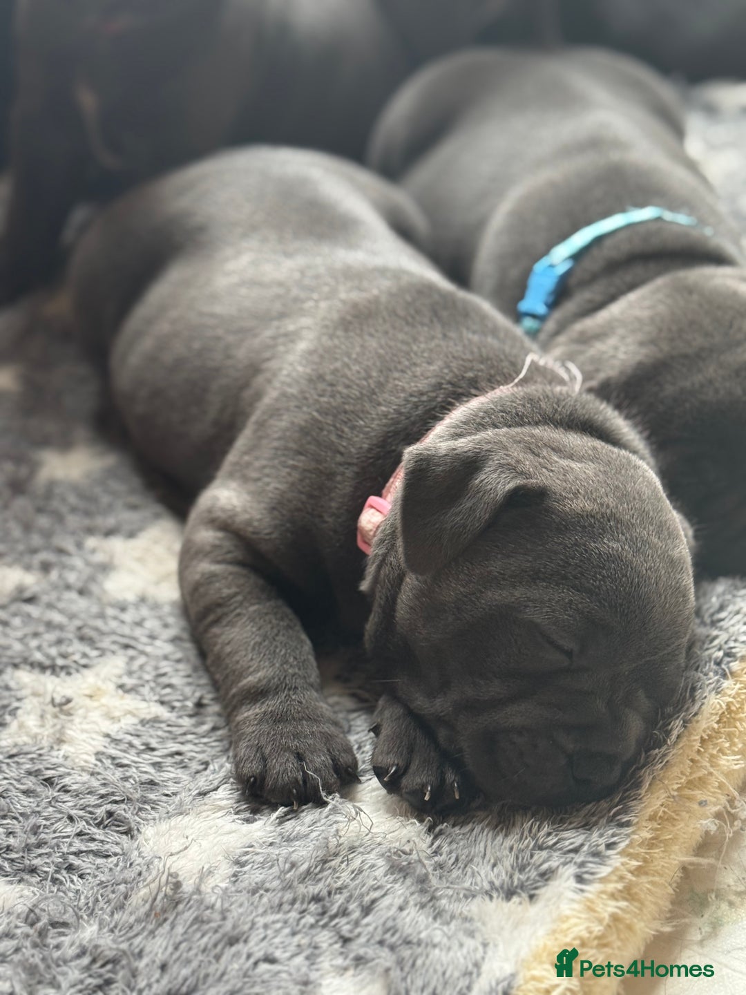Staffordshire Bull Terrier dogs for sale: Staffordshire Bull Terrier Puppy purple  - Beautiful KC reg Blue Staffordshire bullterriers  - Image 9