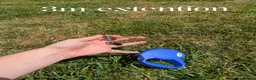 English Lop rabbits for sale: Adorable young male English lop in Towcester - Advert 23