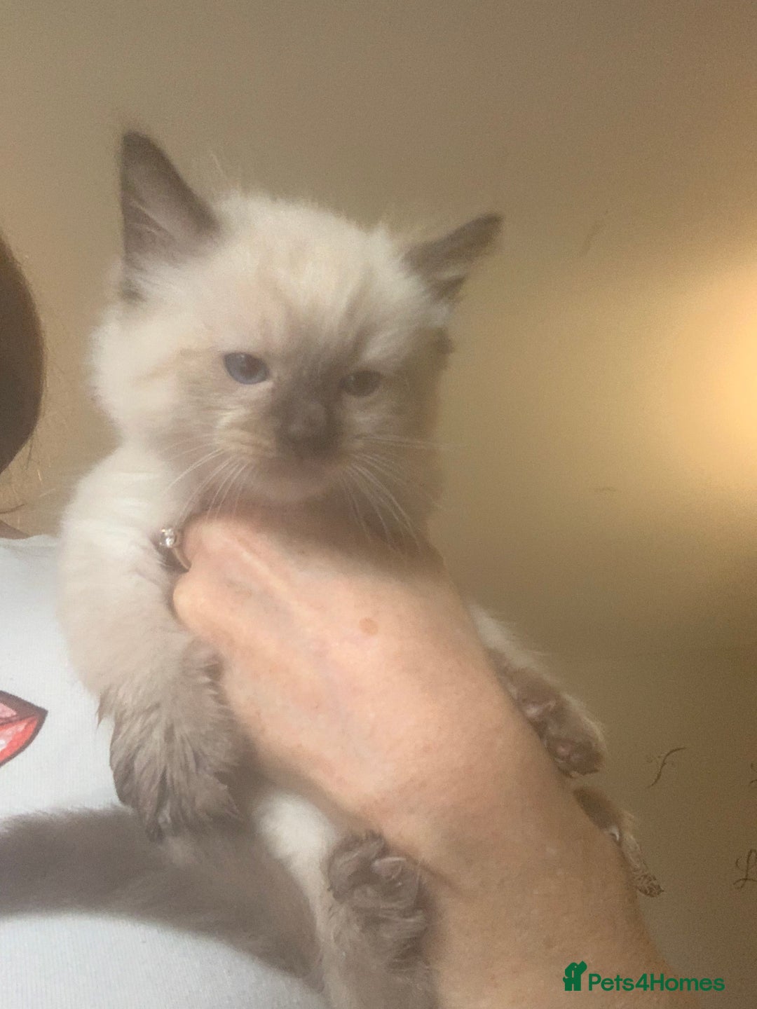 Ragdoll cats for sale: 3 fluff balls left  - Image 8