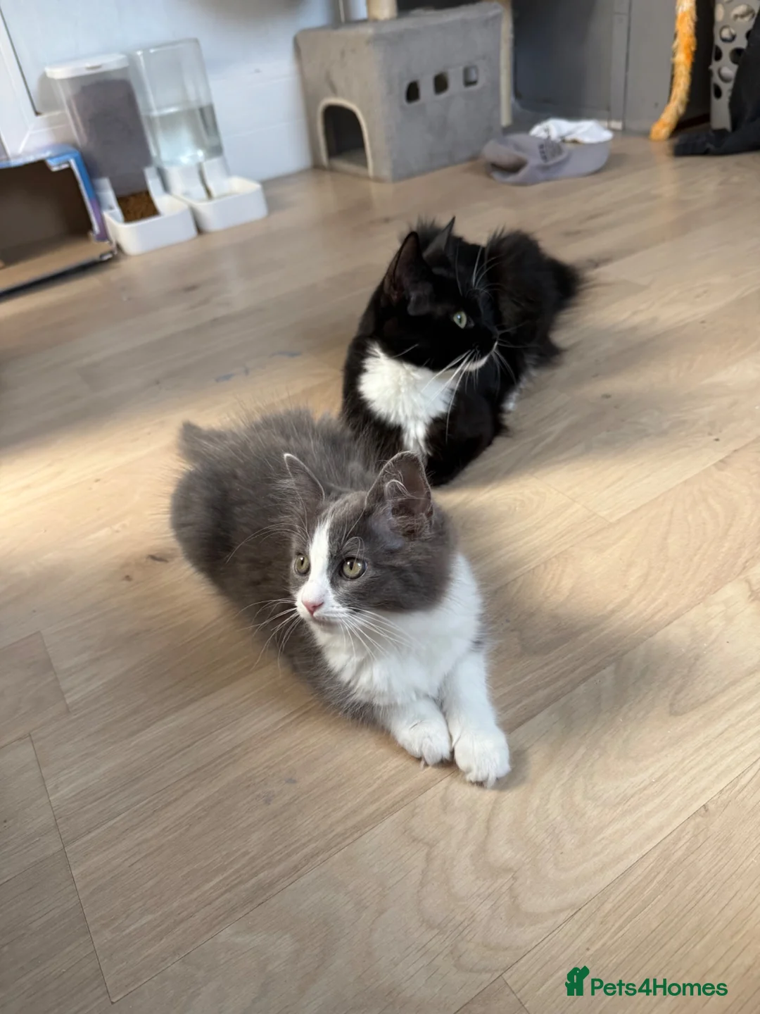 Mixed Breed cats for sale: Beautiful Long-Haired Ragdoll Cross Kitten - Advert 1