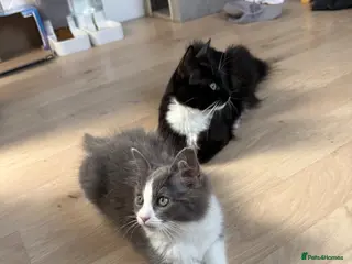 Mixed Breed cats Beautiful Long-Haired Ragdoll Cross Kitten - Advert 1