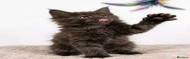 Sooty