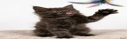 Maine Coon cats for sale: READY NOW - Exceptional loving & affectionate MC’s - Advert 9