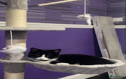 British Shorthair cats for sale: 9 month old female  - Advert 3