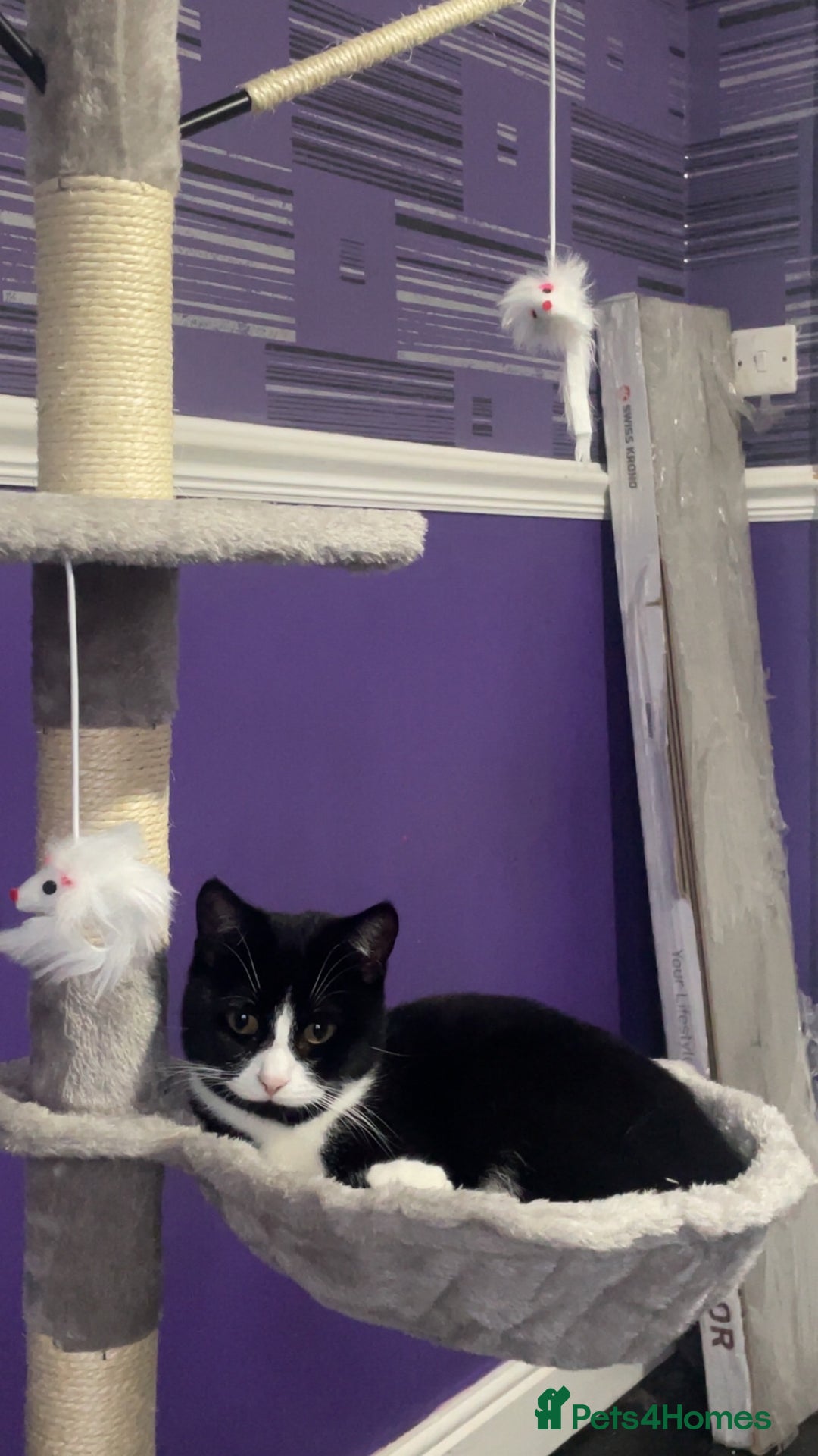 British Shorthair cats for sale: 9 month old female  - Advert 3