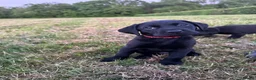 Labrador Retriever dogs for sale: International FTCH sired working Labrador pups  - Advert 9