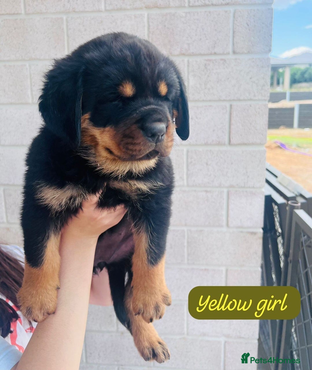 Rottweiler dogs for sale: Purebred Rottweiler Puppies - Image 3