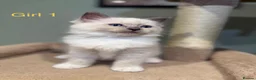 Ragdoll cats for sale: Beautiful purebred ragdoll kittens in Doncaster - Advert 2