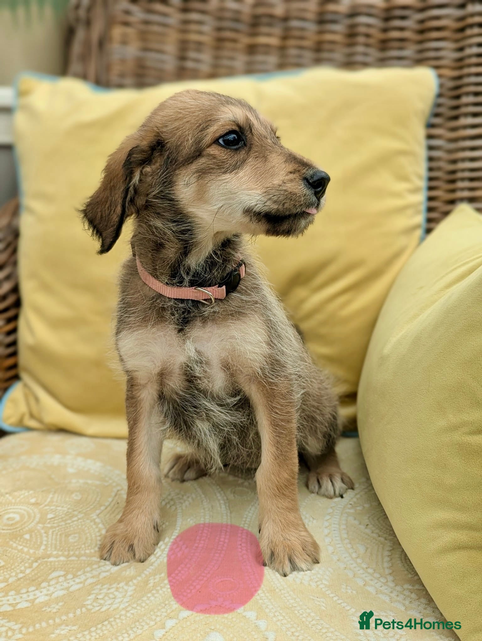 Bordoodle dogs for sale: Standard Bordoodle puppies- ready now - Advert 18