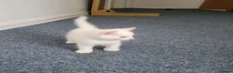 Mixed Breed cats for sale: kittens for sale  - Advert 7