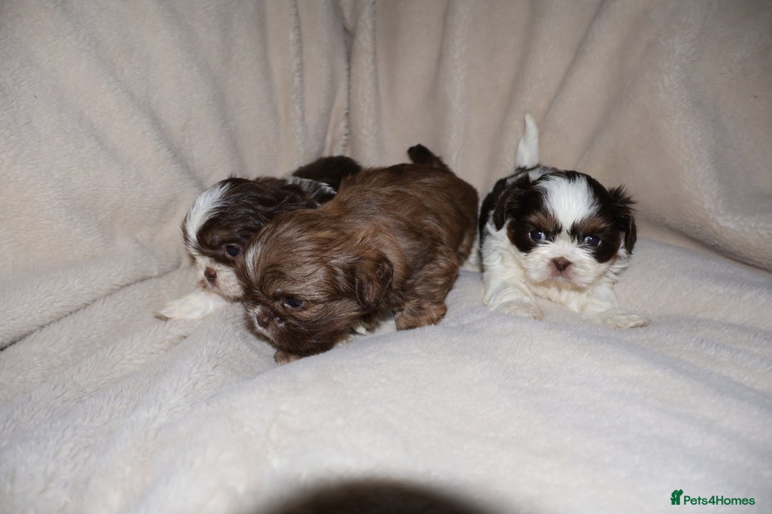Shih Tzu dogs for sale: ✨CHOC DOBBIE IMPERIALS CARRYING BLUE✨ - Advert 9
