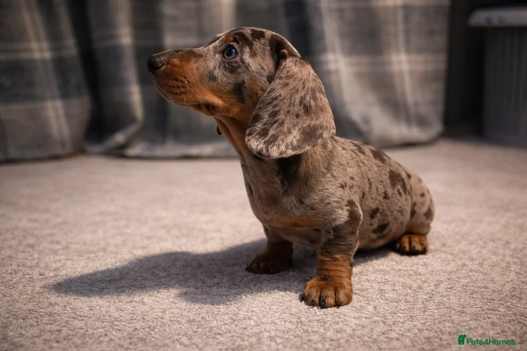 Miniature Dachshund dogs for sale: 🐾 Dapple Boy Newly Available! 🐾 - Advert 2