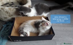 Ragcoon cats for sale: FINAL REDUCTION £300  Stunning, chunky ragcoons  - Image 3