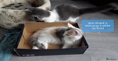 Ragcoon cats - Advert 16