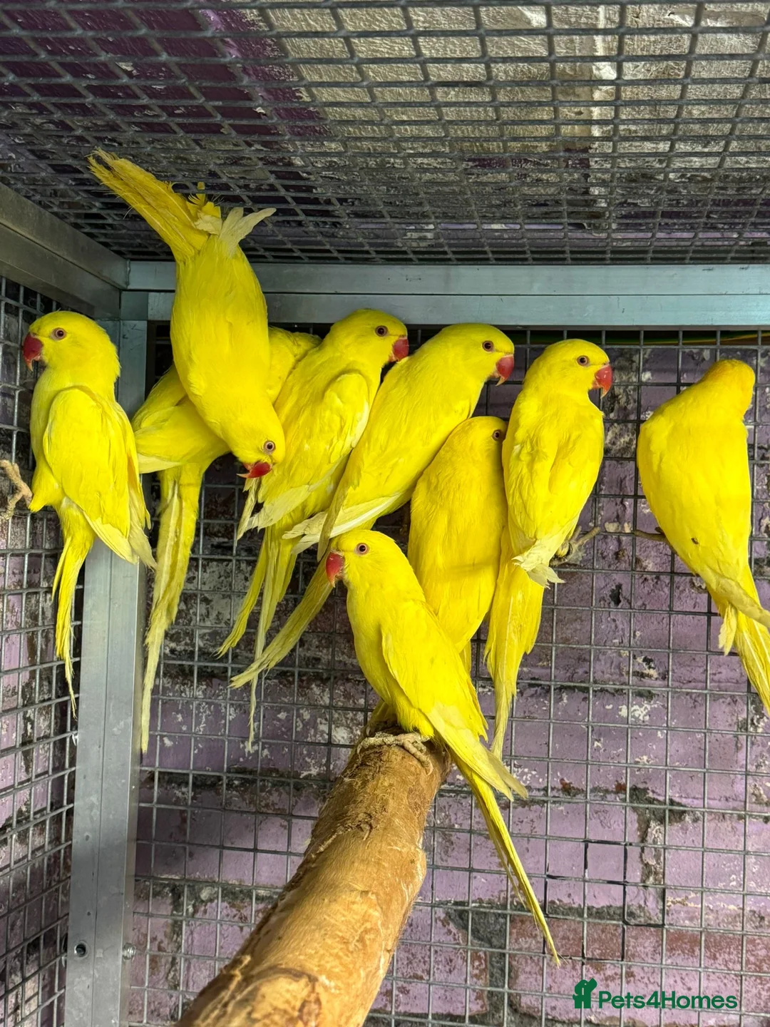 Parakeets birds for sale: Lutino Ringnecks  - Advert 1