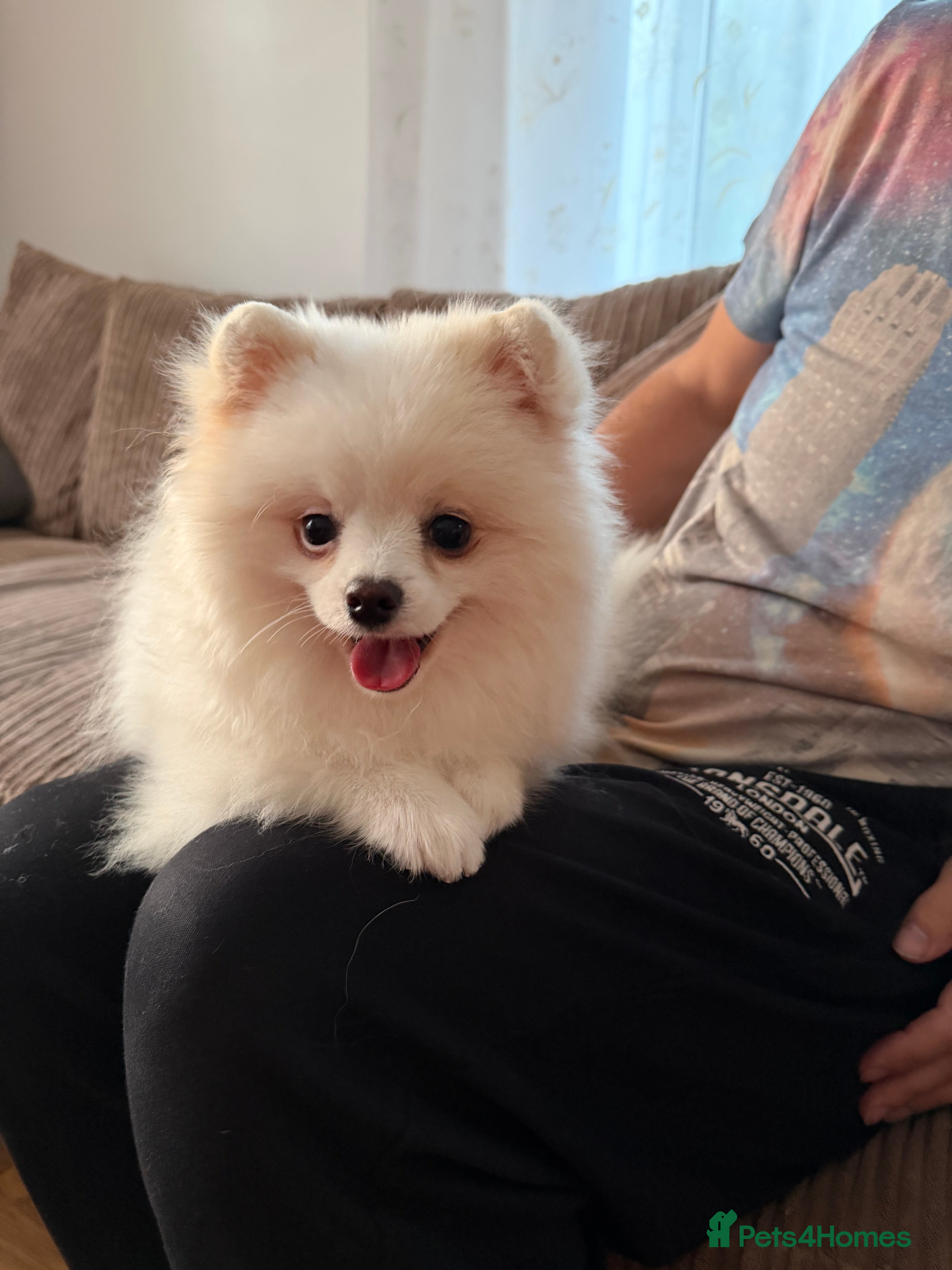 Pomeranian dogs Baby white Pom - Advert 3