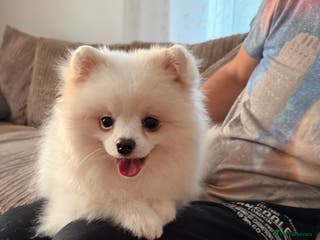Pomeranian dogs Pure white Pom - Advert 1