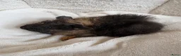 Guinea Pig rodents for sale: Beautiful and friendly guinea pig babies  - Advert 22