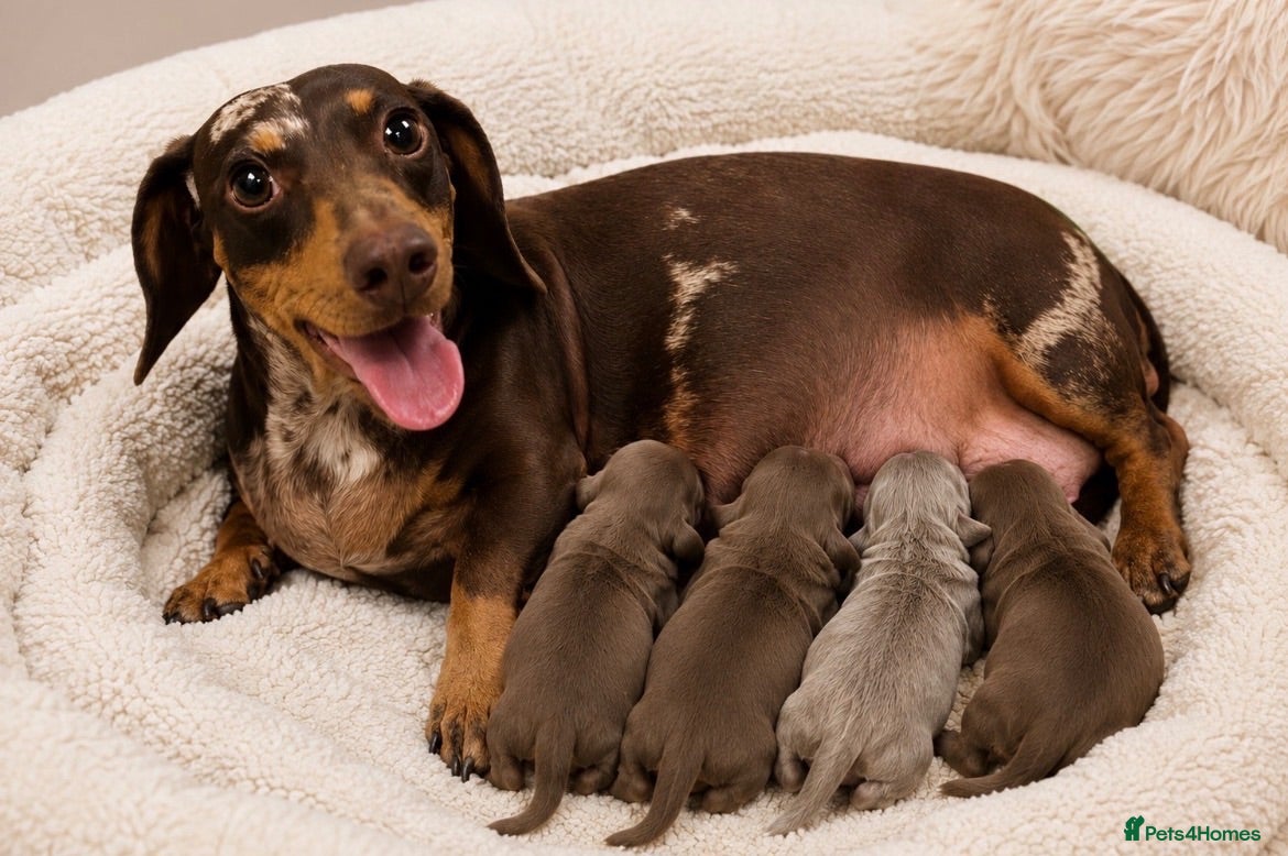 Miniature Dachshund dogs 👑⭐️Quality KC Miniature Dachshunds⭐️👑 - Advert 1
