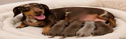 Miniature Dachshund dogs for sale: 👑⭐️Quality KC Miniature Dachshunds⭐️👑 - Advert 1