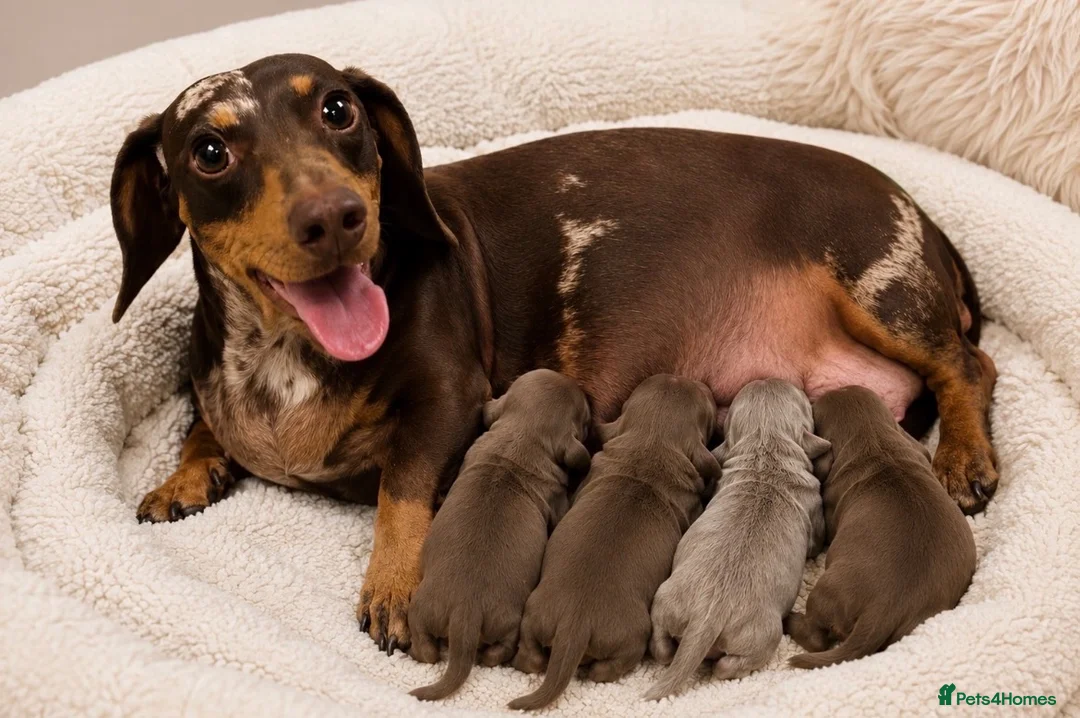 Miniature Dachshund dogs for sale: 👑⭐️Quality KC Miniature Dachshunds⭐️👑 - Advert 1