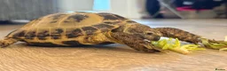 Hermann Tortoise reptiles for sale: Turbo horse field tortoise  - Advert 4