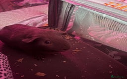 Guinea Pig rodents for sale: One guinea pig for rehoming  - Image 1