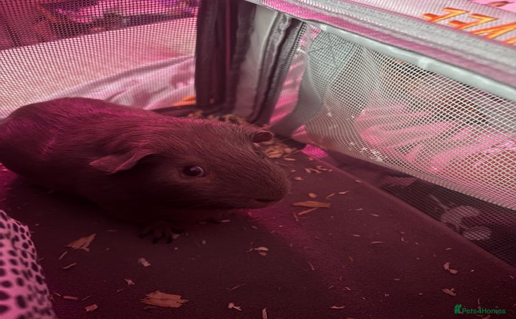 Guinea Pig rodents - Advert 9