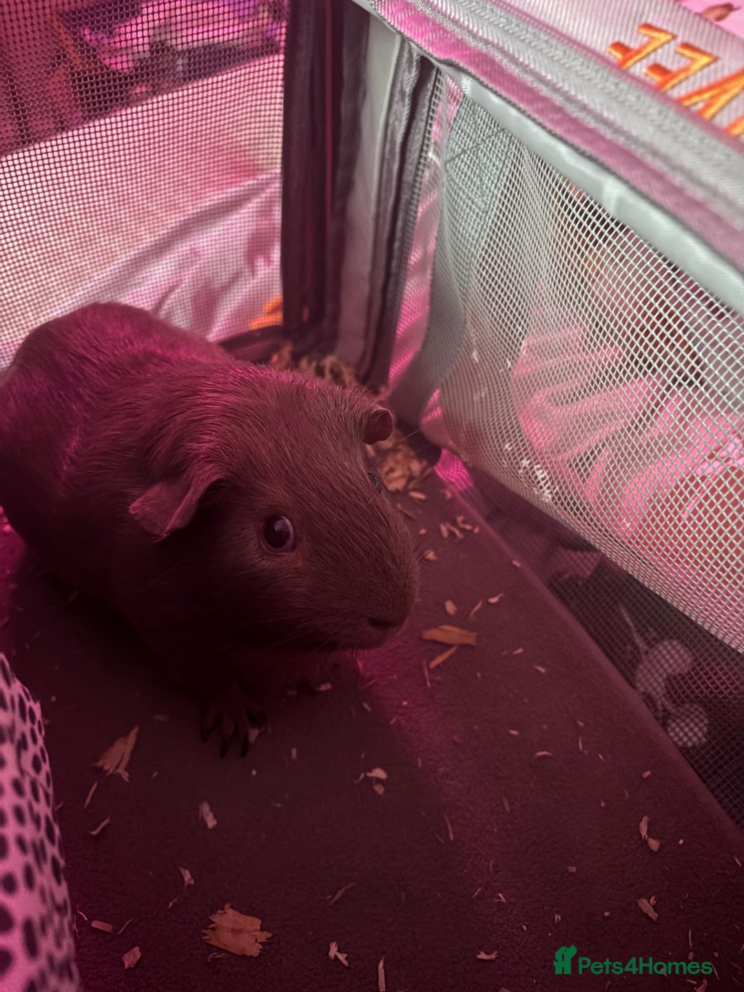 Guinea Pig rodents for sale: One guinea pig for rehoming  - Image 1