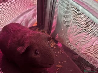 Guinea Pig rodents One guinea pig for rehoming - Advert 13