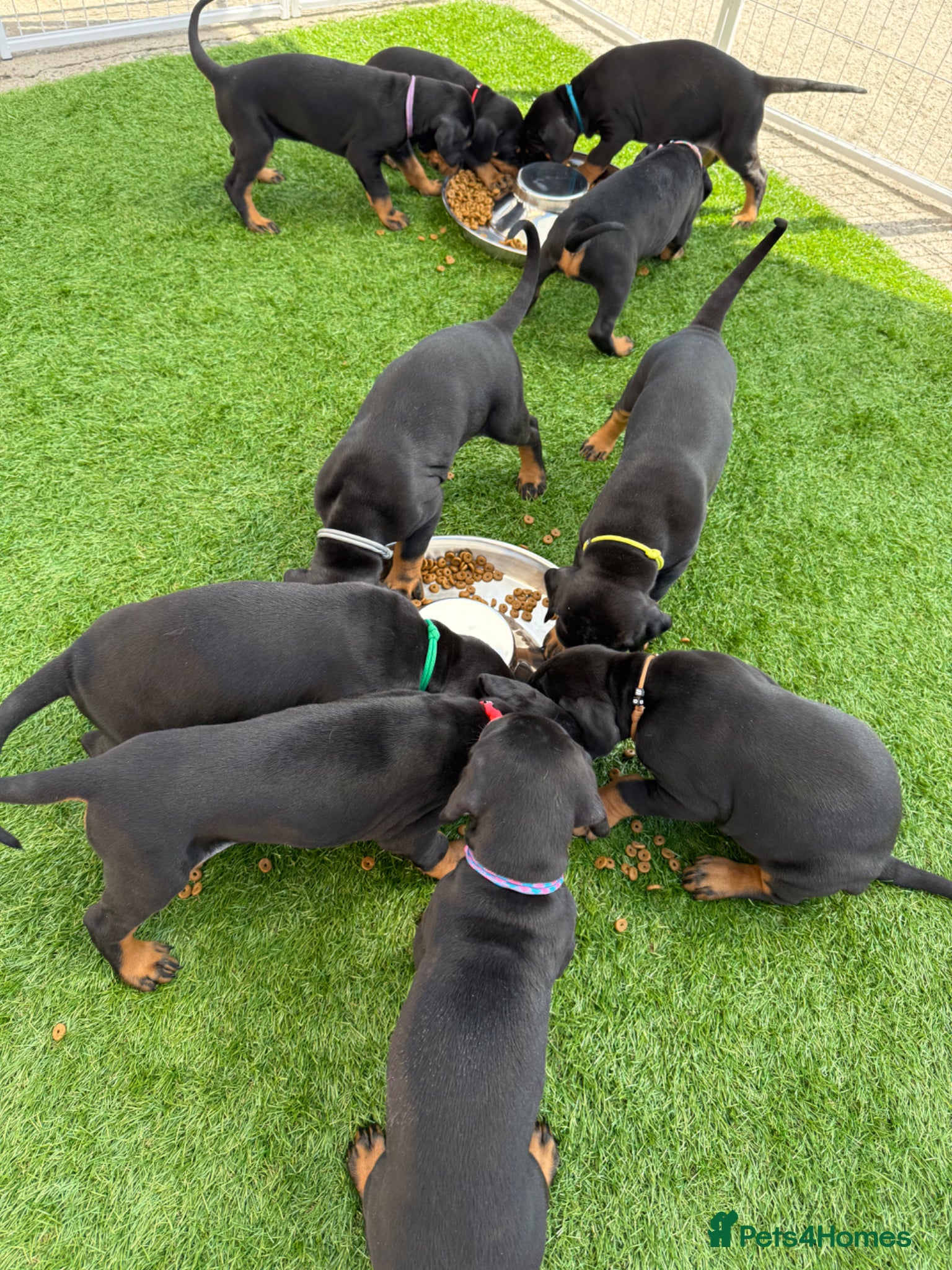 Dobermann dogs Exceptional KC Dobermann Puppies - Advert 2