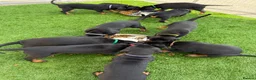 Dobermann dogs for sale: Fully health tested, champion lines - Advert 8