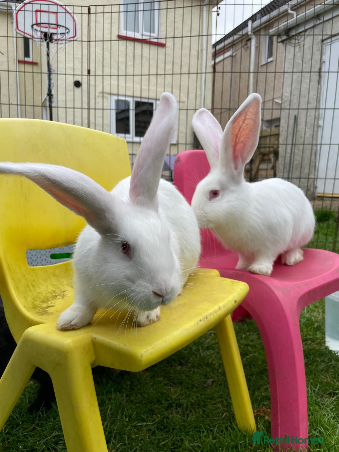 Continental Giant rabbits for sale: 2 male continental giants left - Image 10