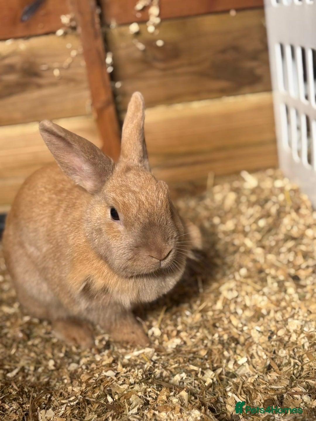 English rabbits for sale: 2 female rabbits for rehoming  - Image 2