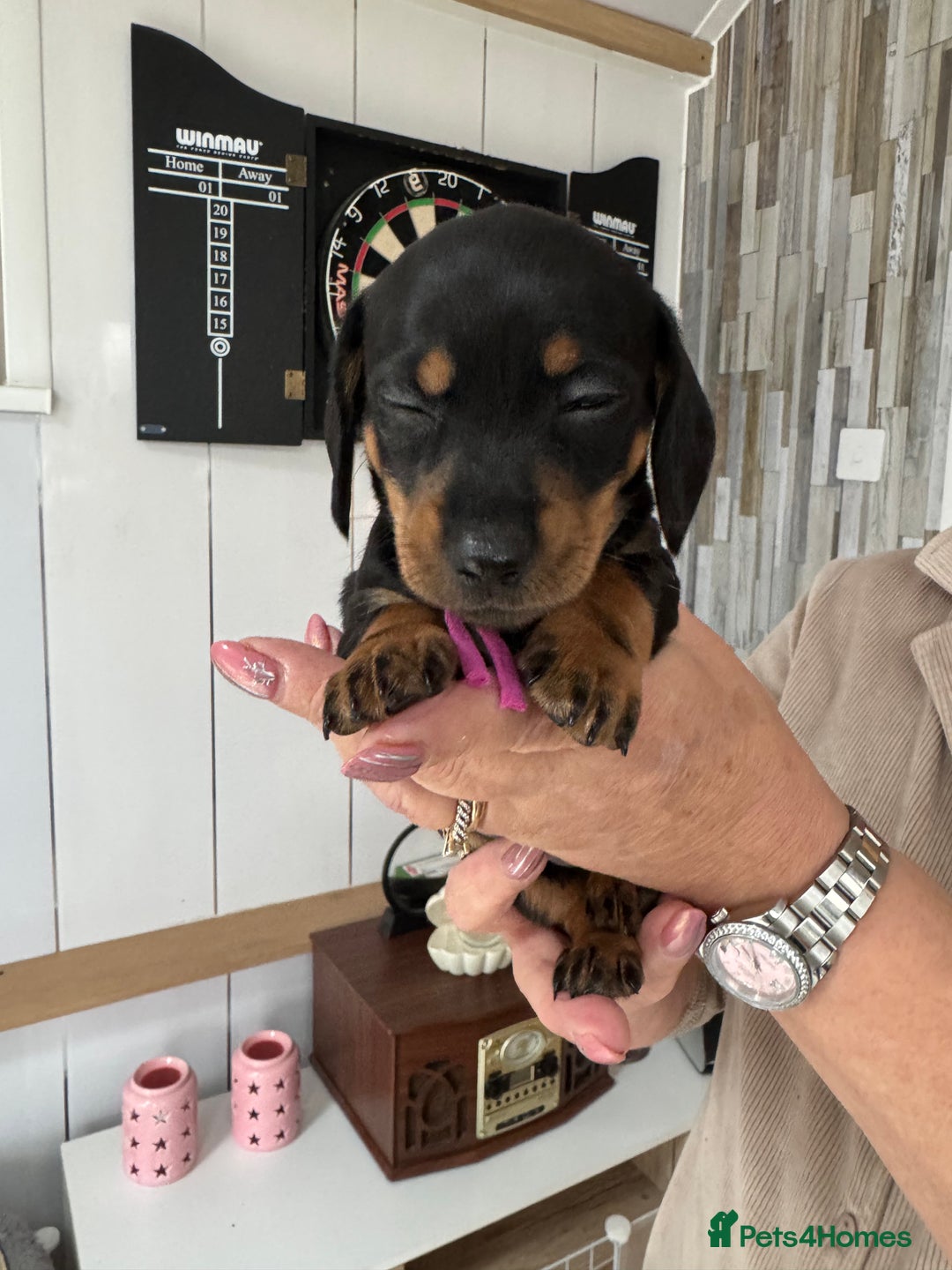 Miniature Dachshund dogs for sale: Miniature dachshund puppies - Image 9