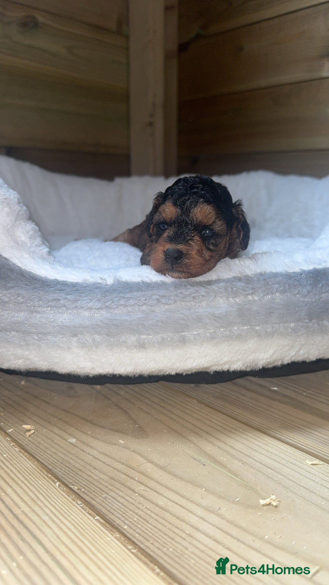 Cockapoo dogs for sale: Toy miniature cockapoo puppy’s  - Image 9