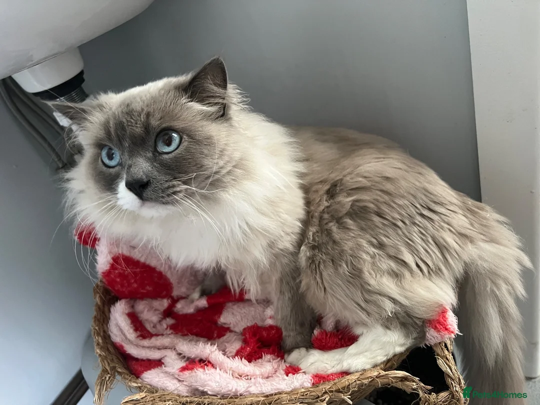 Ragdoll cats for stud: Ragdoll- male  - Advert 3