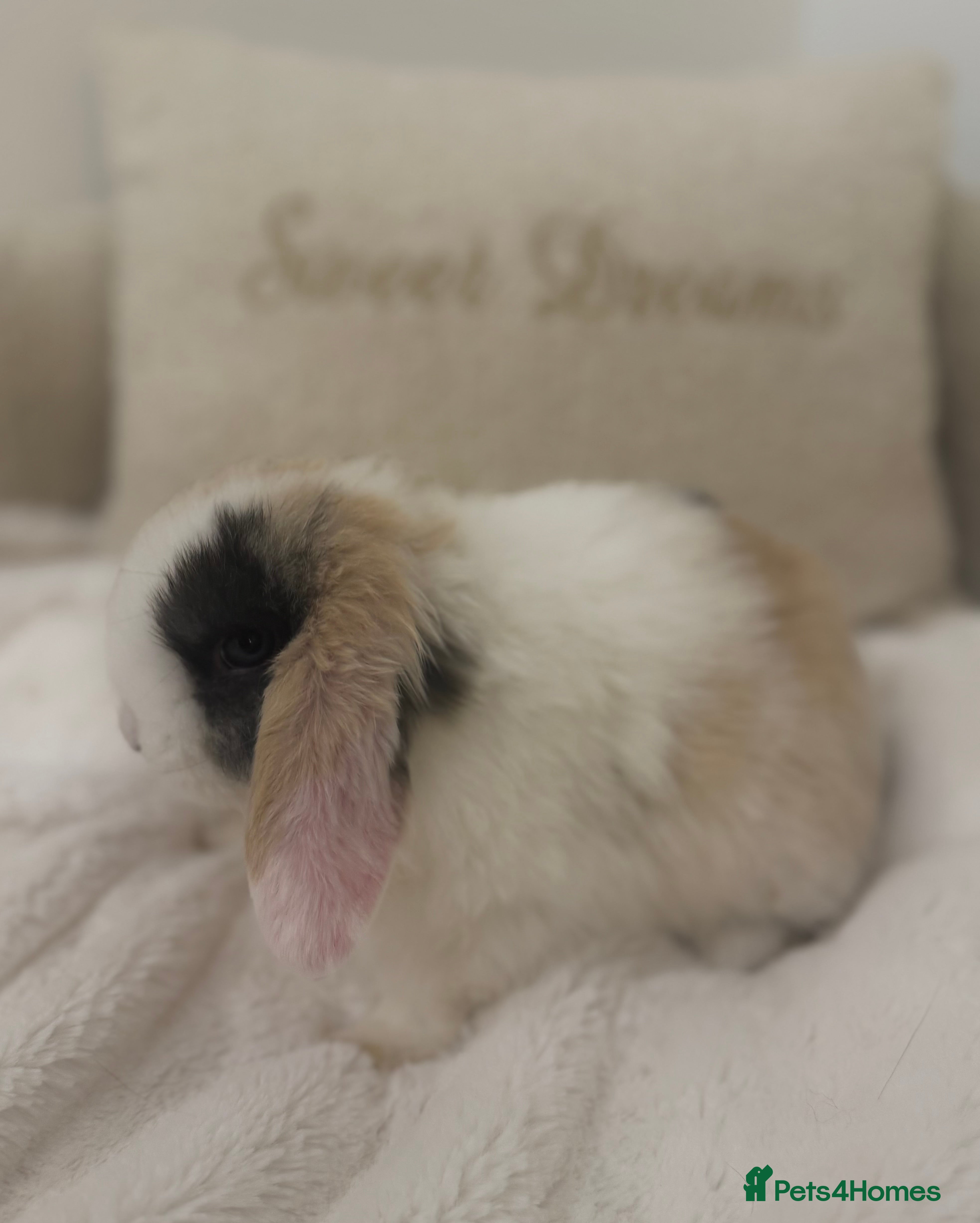 Mini Lop rabbits *Only 1 Left* Mini Lop’s🐰🤍 - Advert 4
