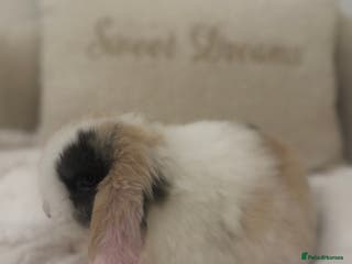 Mini Lop rabbits *Only 1 Left* Mini Lop’s🐰🤍 - Advert 4