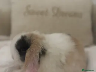 Mini Lop rabbits Ready Now 🐰🤍 - Advert 5