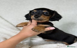 Miniature Dachshund dogs for sale: ⭐️ Miniature Long Haired Dachshund Pups ⭐  - Image 13